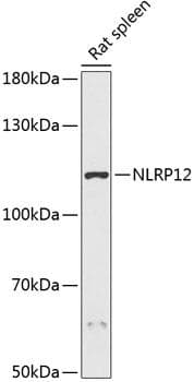 NLRP12 Antibody