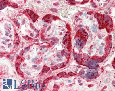 Polyclonal Rabbit anti-Human TSC22D2 Antibody (N-Terminus, IHC, WB)