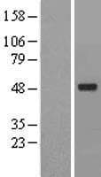ACTR6 Protein (Over-Expression Lysate Myc-DDK (Flag))