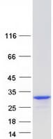 Human CT45A1 Protein (Recombinant Myc-DDK (Flag))