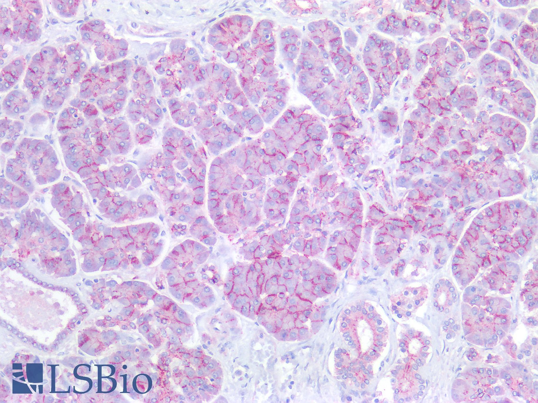 Monoclonal Mouse anti-Human CDH1 / E Cadherin Antibody (aa373-621, IHC, WB)