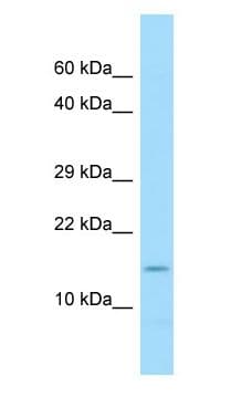 COX7A2 Antibody (C-Terminus)