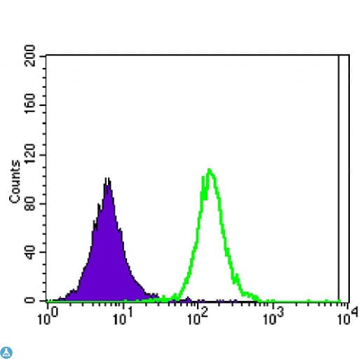 Monoclonal Mouse anti-Human ATXN1 / SCA1 Antibody (IHC, IF, WB)