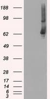GBP2 Antibody (clone OTI1D1)