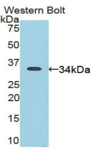 CD163 Antibody (aa697-972)