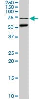 CLK3 Antibody (clone 1H2)