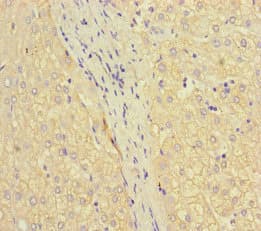 IFT46 Antibody