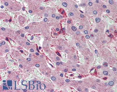 IHC-plus™ HRAS / H-Ras Antibody