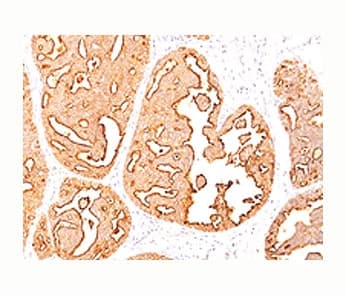 EMA / MUC1 Antibody (clone MUC1/967, Azide-free, BSA-free)