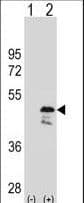 OLA1 Antibody (aa43-71)