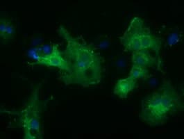 HDAC6 Antibody (clone OTI4C5)