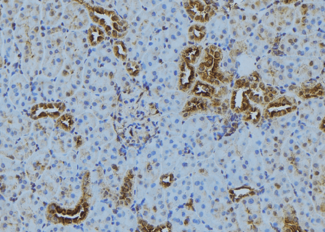 TOMM70A Antibody