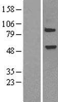 ELP3 Protein (Over-Expression Lysate Myc-DDK (Flag))