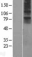 NMUR1 Protein (Over-Expression Lysate Myc-DDK (Flag))