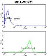 TBC1D4 / AS160 Antibody (aa172-201)