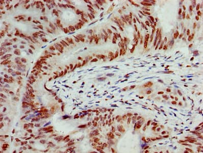 Polyclonal Rabbit anti-Human HIST1H4I Antibody (IHC, IF, WB)