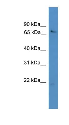 USP2 Antibody (aa71-120)