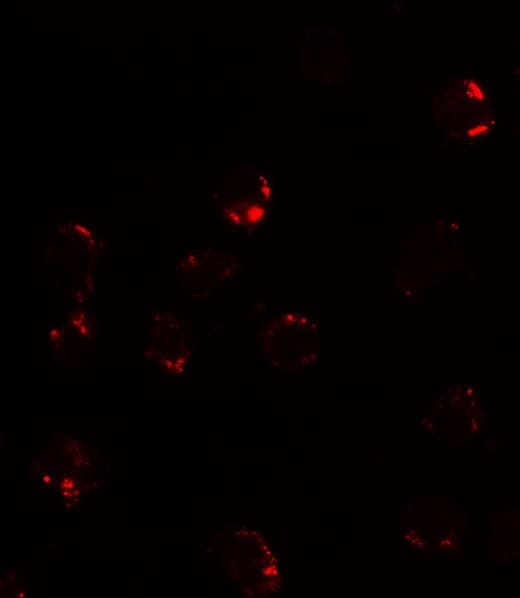 Polyclonal Rabbit anti-Human FKBP1A / FKBP12 Antibody (IF, WB)
