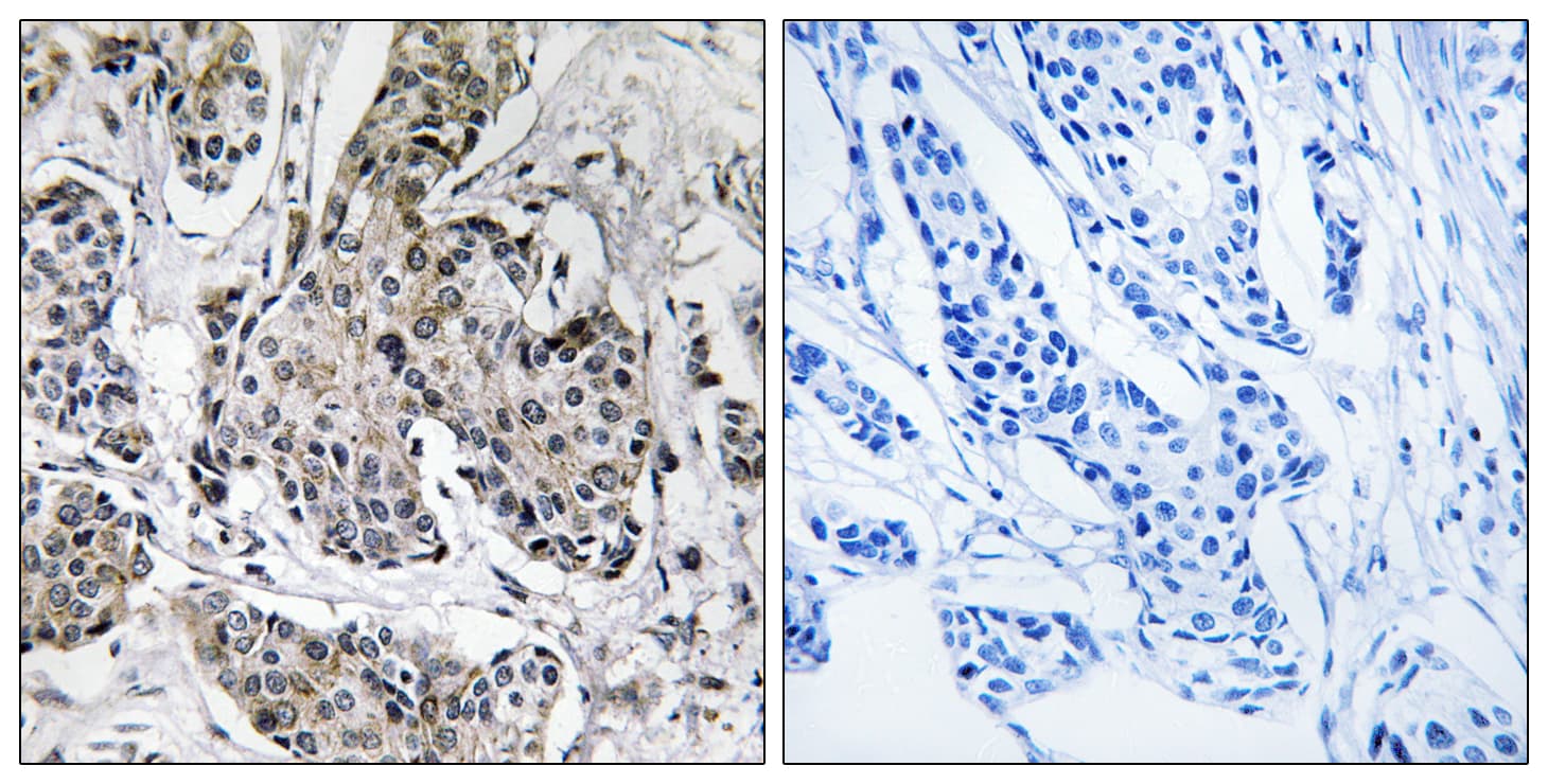 PRKX Antibody (aa251-300)