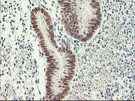 RBBP7 / RbAp46 Antibody (clone OTI4C9)