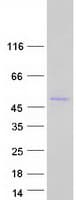 Human MROH1 / HEATR7A Protein (Recombinant Myc-DDK (Flag))