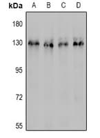 PECAM-1 / CD31 Antibody