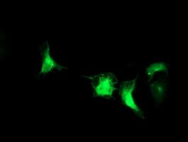 IRF6 Antibody (clone OTI2C10, Carrier-free)