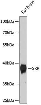 SRR / Serine Racemase Antibody