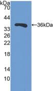 SIRT4 / Sirtuin 4 Antibody (aa26-333)