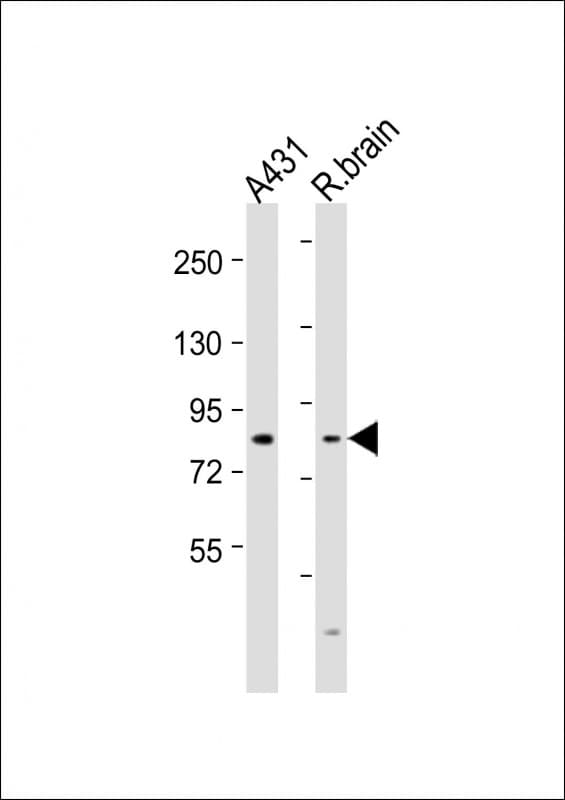 Polyclonal Rabbit anti-Human NGEF / EPHEXIN Antibody (aa187-220, WB)