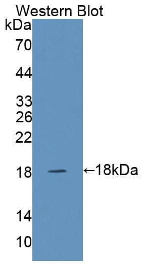 SNAPIN Antibody (aa2-136)