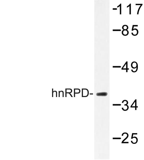HNRNPD / AUF1 Antibody (His79)