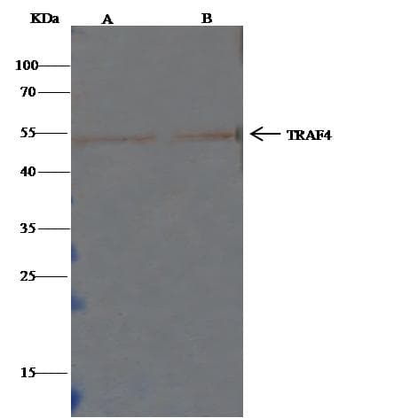 TRAF4 Antibody (Preservative Free)