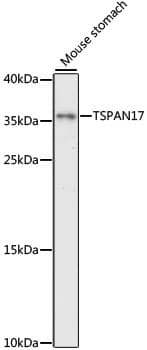 FBX23 / Tetraspanin 17 Antibody