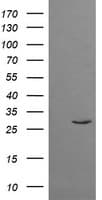 TRIM38 Antibody (clone OTI1A1)