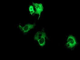 Monoclonal Mouse anti-Human BCAP / PIK3AP1 Antibody (clone OTI5D4, IF, WB)