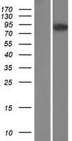 OPHN1 Protein (Over-Expression Lysate Myc-DDK (Flag))