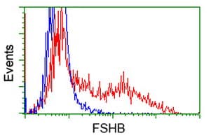 FSHB / FSH Beta Antibody (clone OTI2G9)
