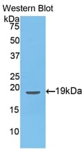 EDN1 / Endothelin 1 Antibody (aa54-202, APC)