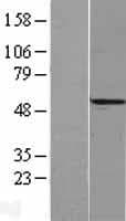 RECQ1 / RECQL Protein (Over-Expression Lysate Myc-DDK (Flag))