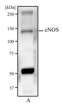 NOS3 / eNOS Antibody (clone 6H2)