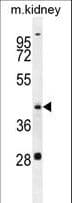 GOT1L1 Antibody (aa346-375)