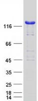 Human NRD1 / Nardilysin Protein (Recombinant Myc-DDK (Flag))