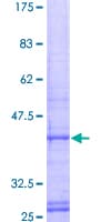 Human GB5 / GNB5 Protein (Recombinant GST)