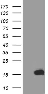 TFF3 / Trefoil Factor 3 Antibody (aa72-130, clone OTI4D10, Carrier-free)