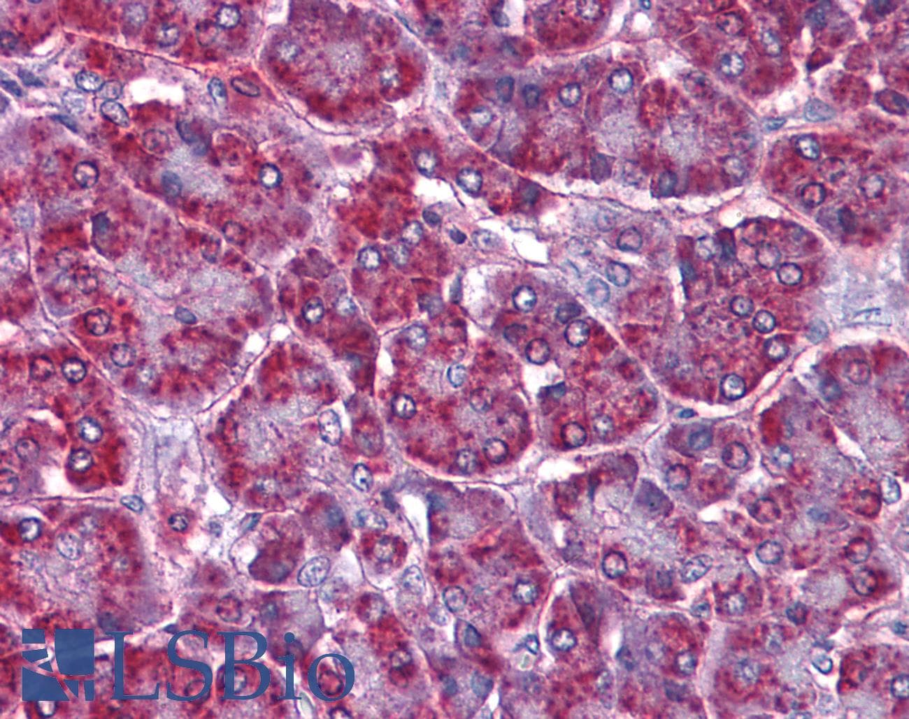 IHC-plus™ SORBS1 / Ponsin Antibody (aa300-313)