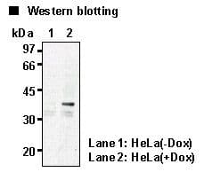 HES1 / HES-1 Antibody (clone NM1)