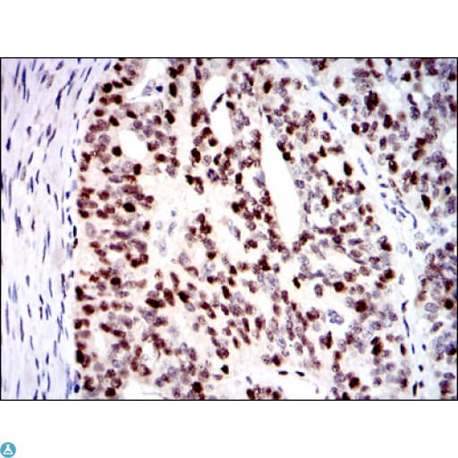 MCM2 Antibody