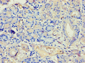 ANXA7 / Annexin VII / SNX Antibody (aa259-488)