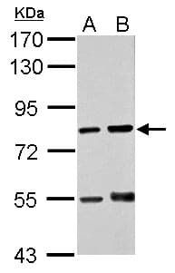 Cytokine IK Antibody (aa1-45)